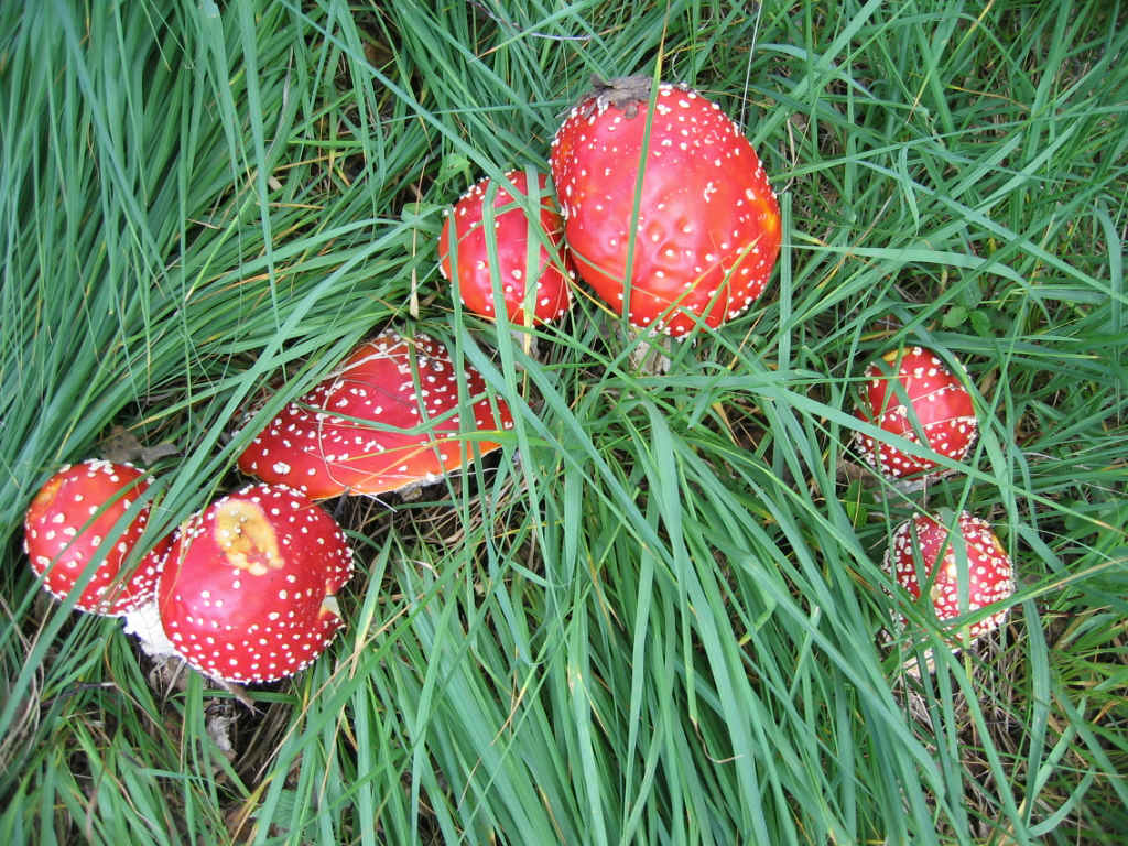 Amanita muscaria variet